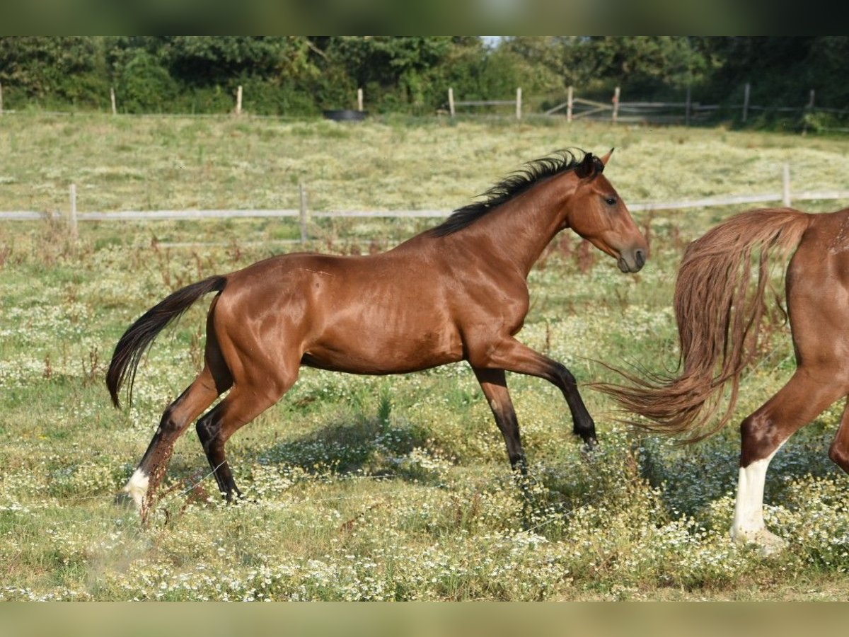 Selle Français Gelding 2 years 14,2 hh Brown in Montmaur