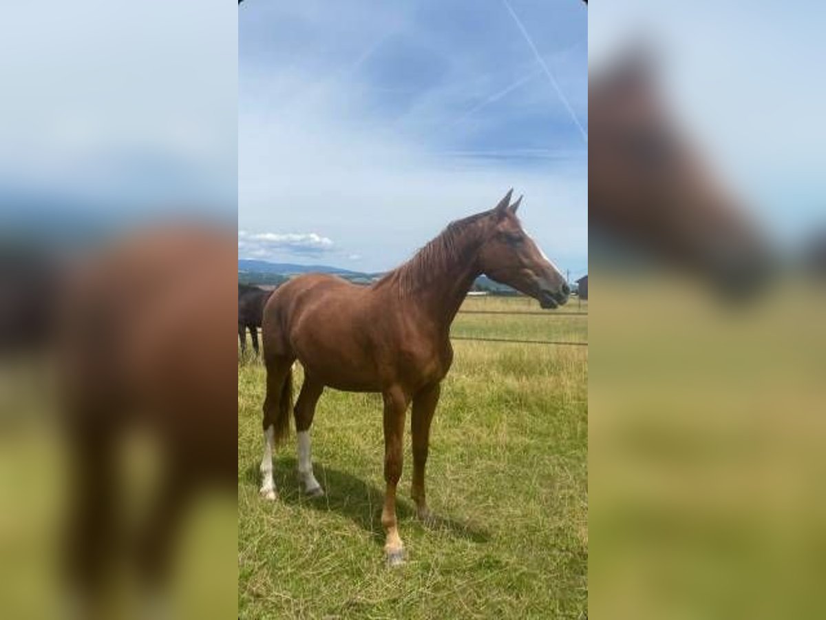 Selle Français Gelding 2 years 16,2 hh Chestnut-Red in Signy Avenex