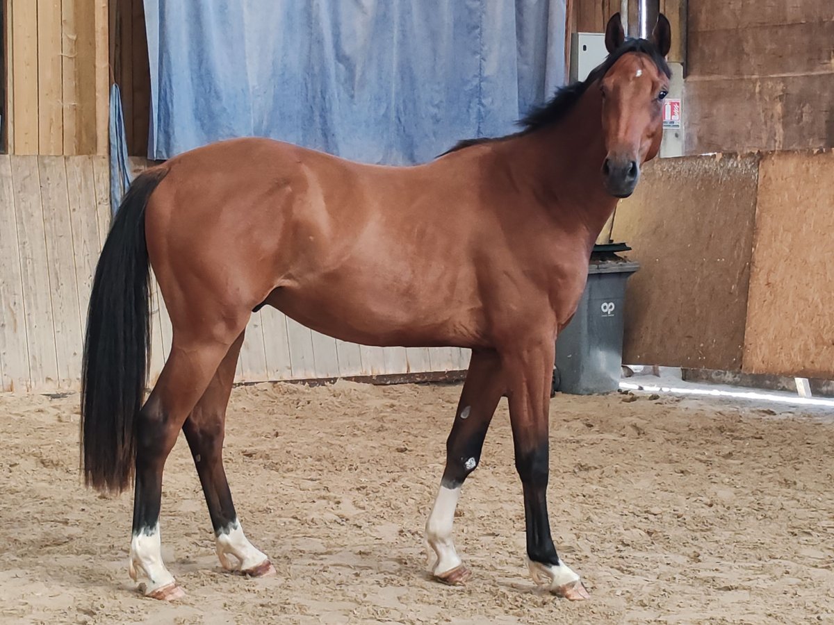 Selle Français Gelding 2 years Brown in DAMPIERRE