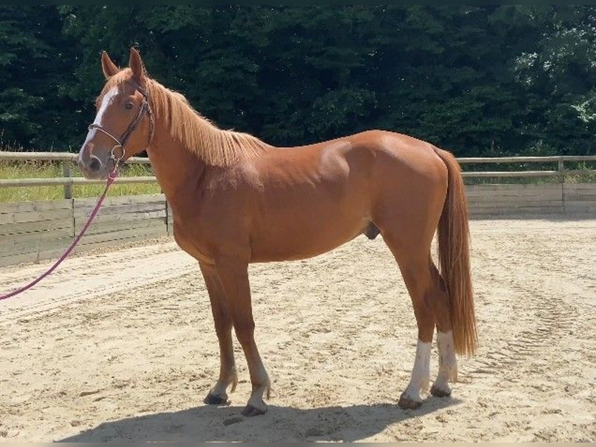 Selle Français Gelding 3 years 16 hh Chestnut-Red in GROTE-BROGEL