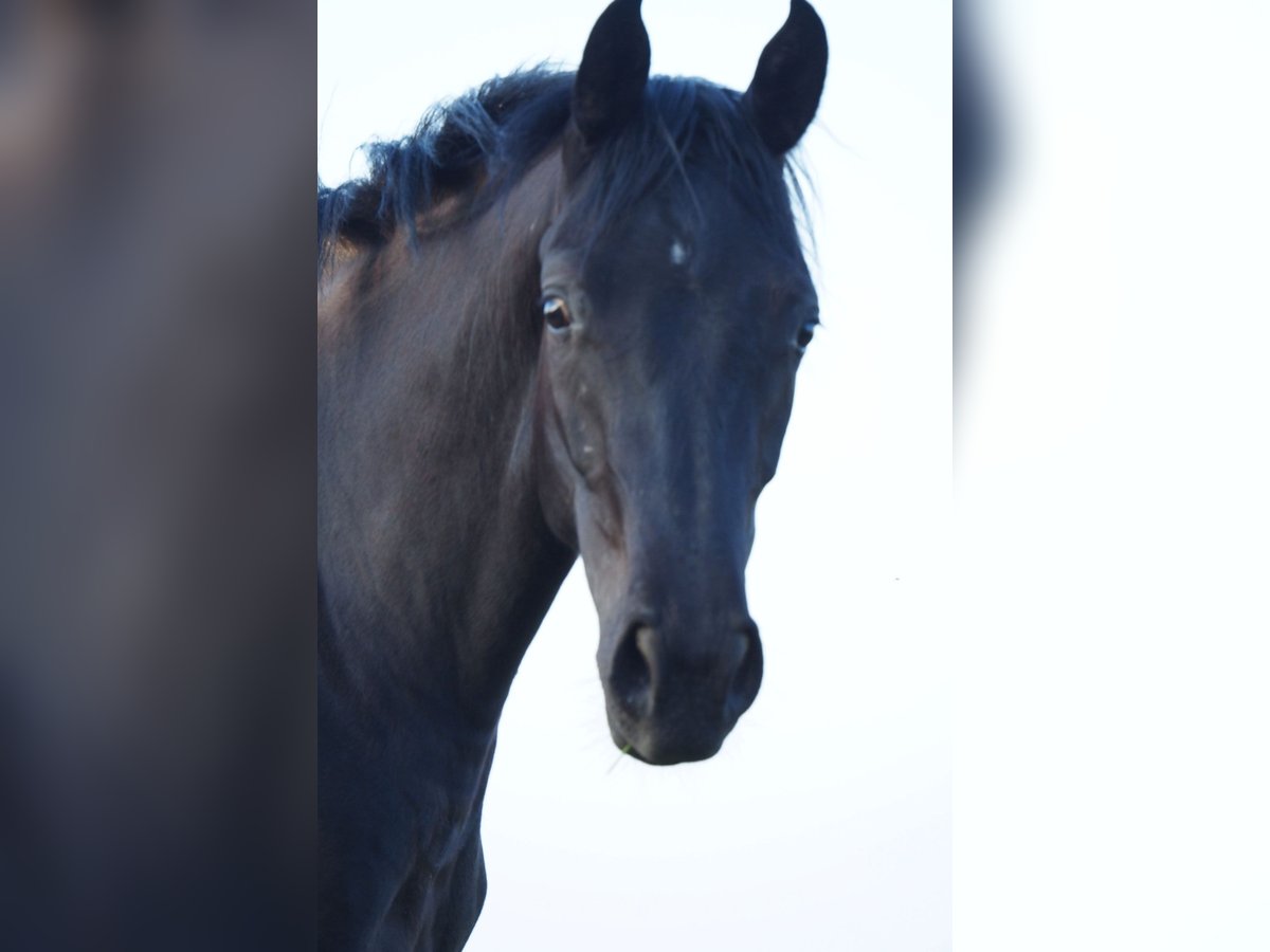 Selle Français Gelding 4 years 15,3 hh Smoky-Black in STRASBOURG