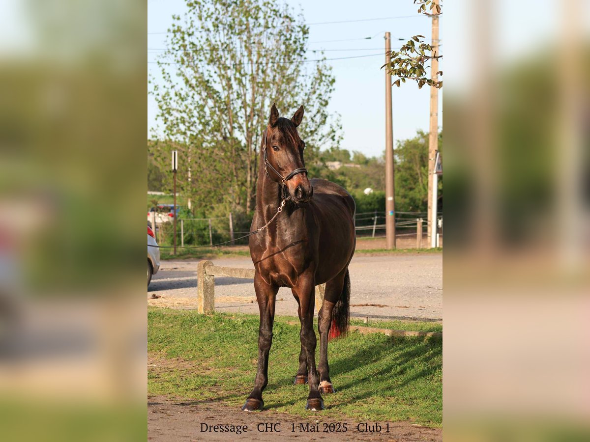 Selle Français Gelding 4 years 16,2 hh Bay-Dark in Arles