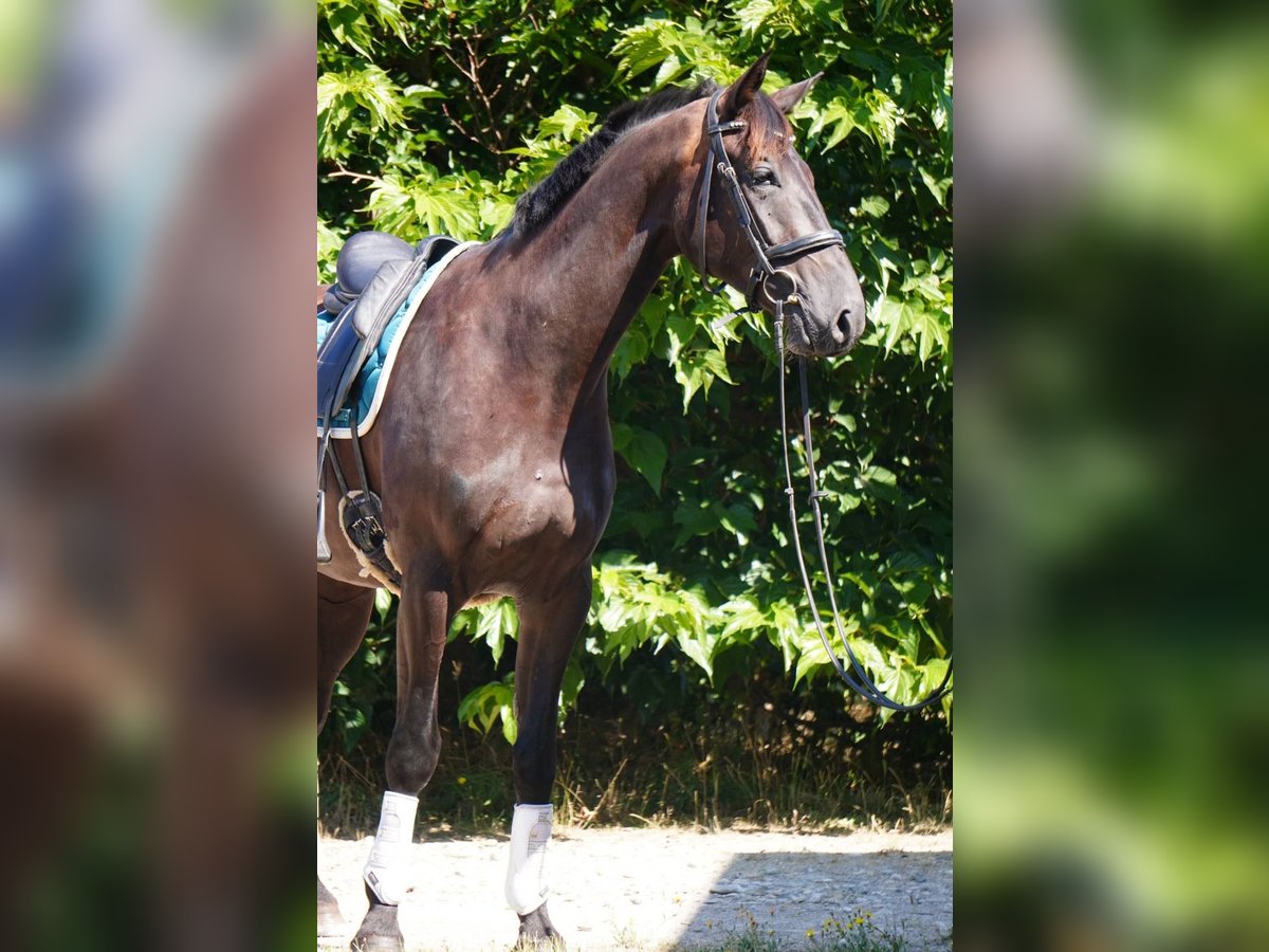 Selle Français Gelding 4 years 16,2 hh Black in Sardieu