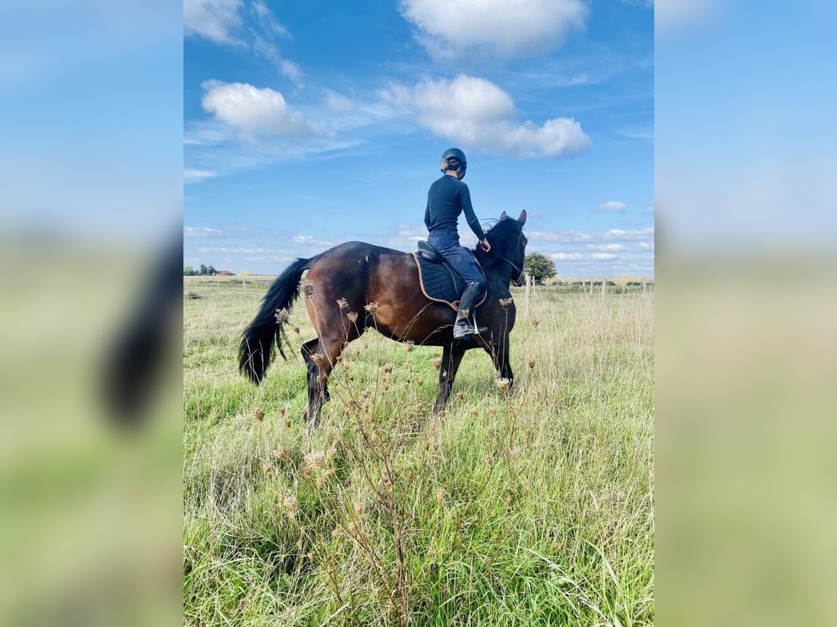 Selle Français Gelding 4 years 16,3 hh Brown in 10 chemin de l’écurie, saint-auburn-sur-gaillon Selle Français Gelding 4 years 16,3 hh Brown in 10 chemin de l’écurie, saint-auburn-sur-gaillon