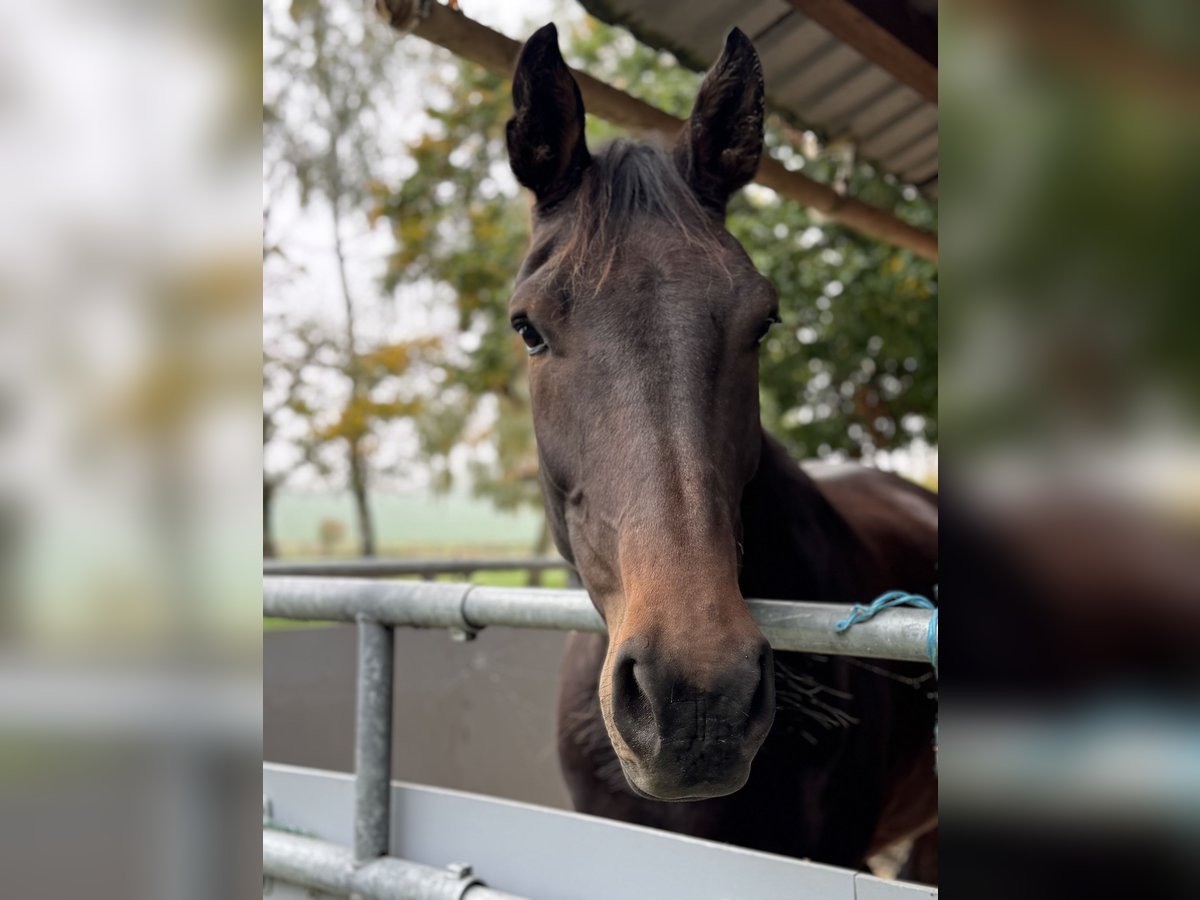 Selle Français Gelding 4 years 17,1 hh Brown in tramoyes