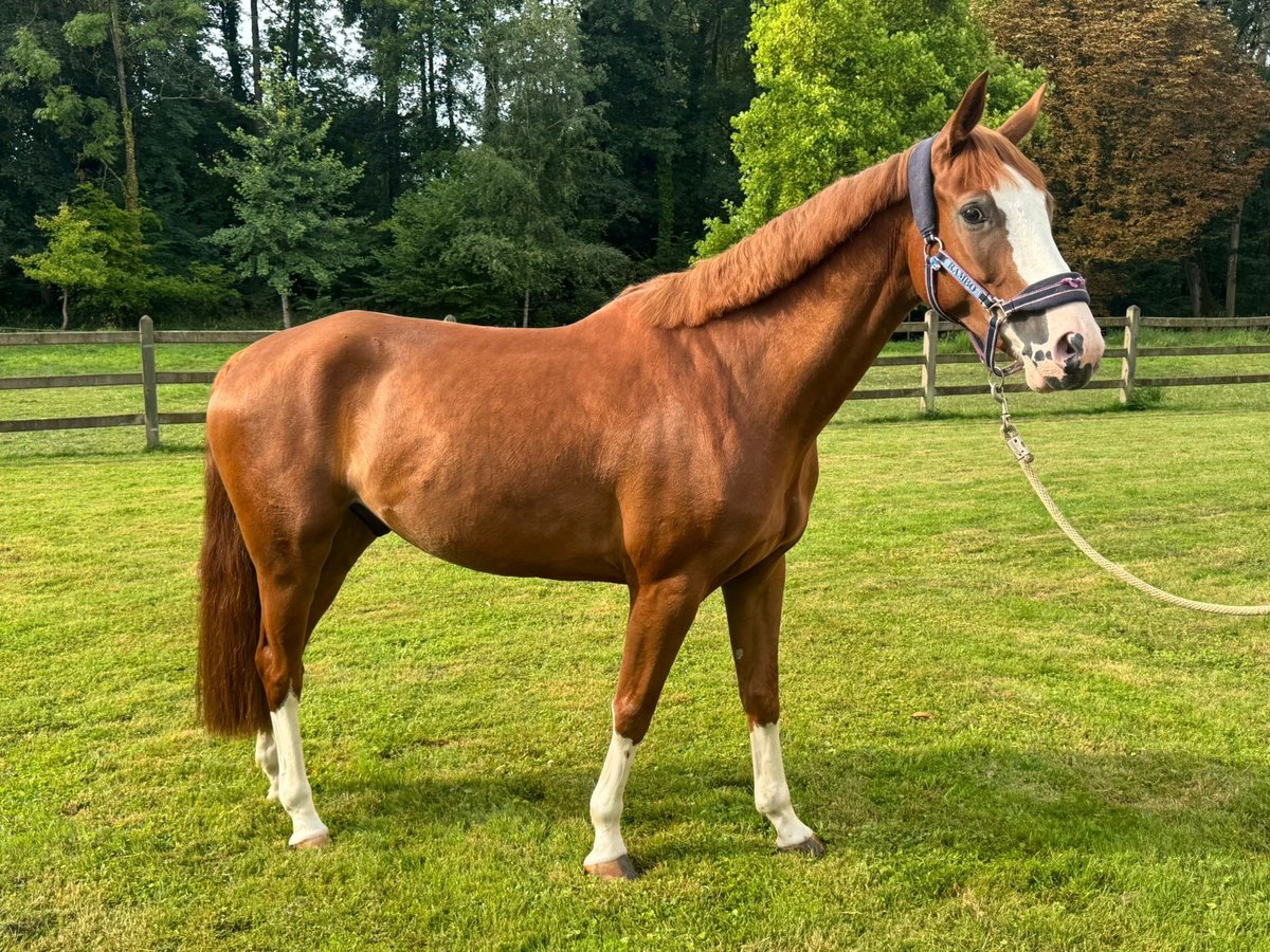 Selle Français Gelding 5 years 15,2 hh Chestnut-Red in Besan&#xE7;on