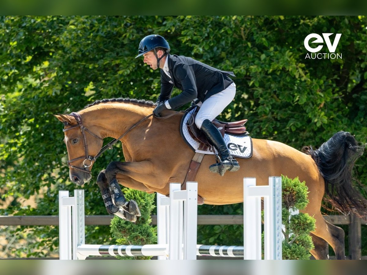 Selle Français Gelding 5 years 16 hh Brown in Saint-Pierre-de-Coutances