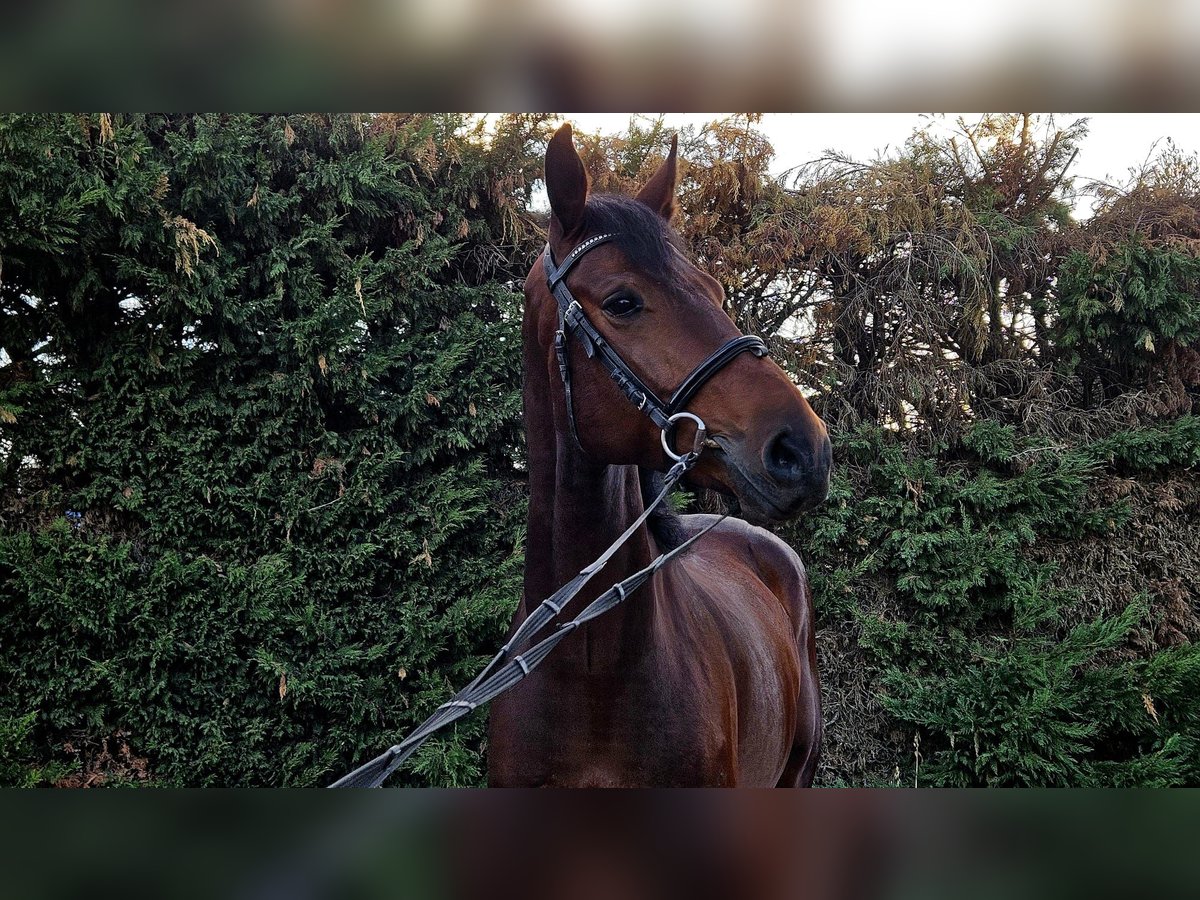 Selle Français Mix Gelding 5 years 16,1 hh Brown in GROTE-BROGEL