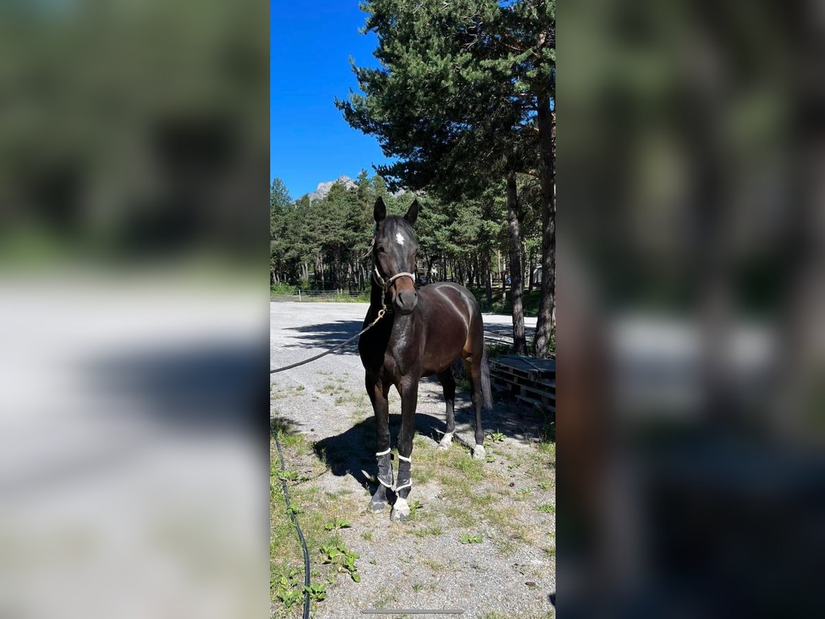 Selle Français Gelding 5 years 17 hh Smoky-Black in les thuiles