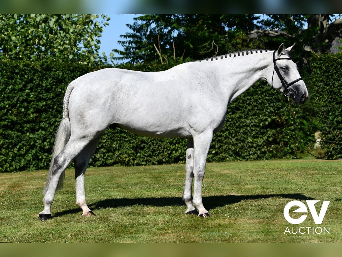 Selle Français Gelding 6 years 16 hh Gray in Saint-Pierre-de-Coutances