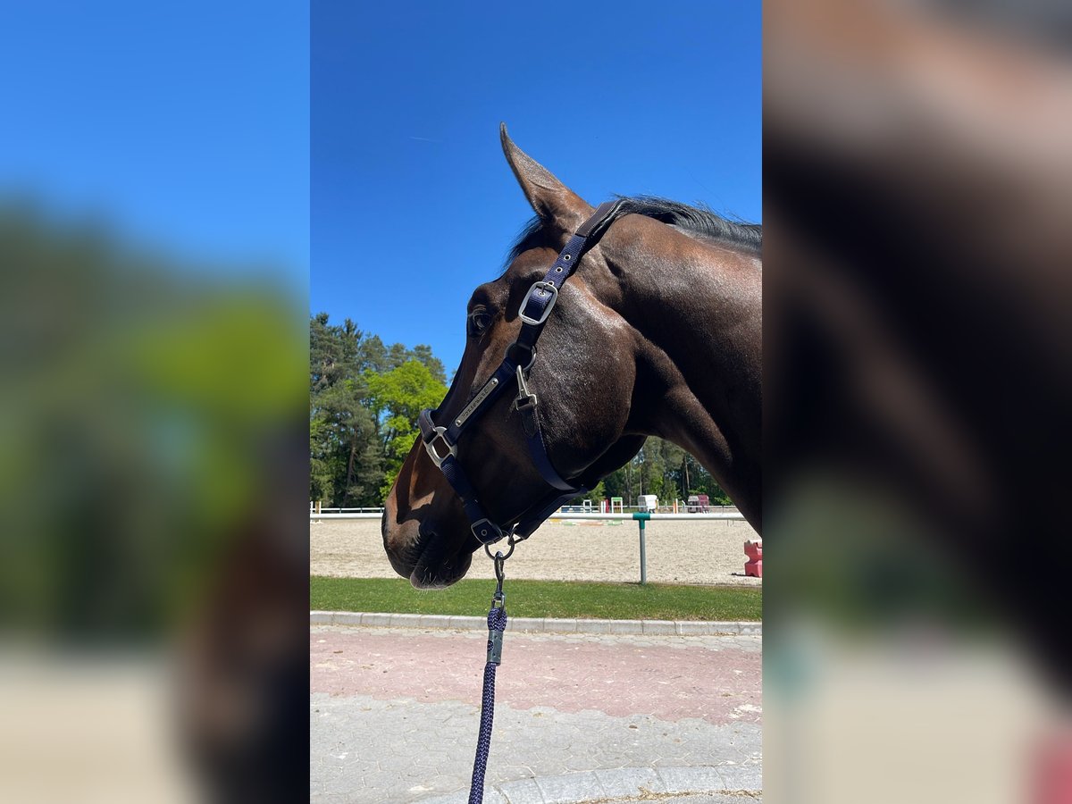 Selle Français Gelding 6 years 17 hh Brown in Polzela