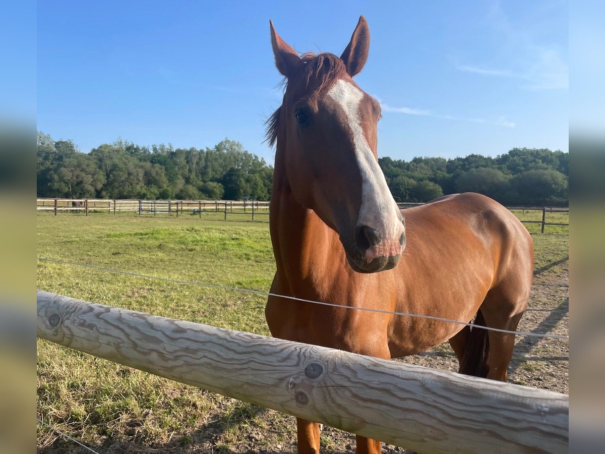 Selle Français Gelding 6 years 17 hh Sorrel in Saint-L&#xF4;