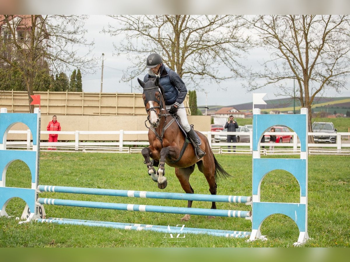 Selle Français Gelding 6 years Brown in Hereclean