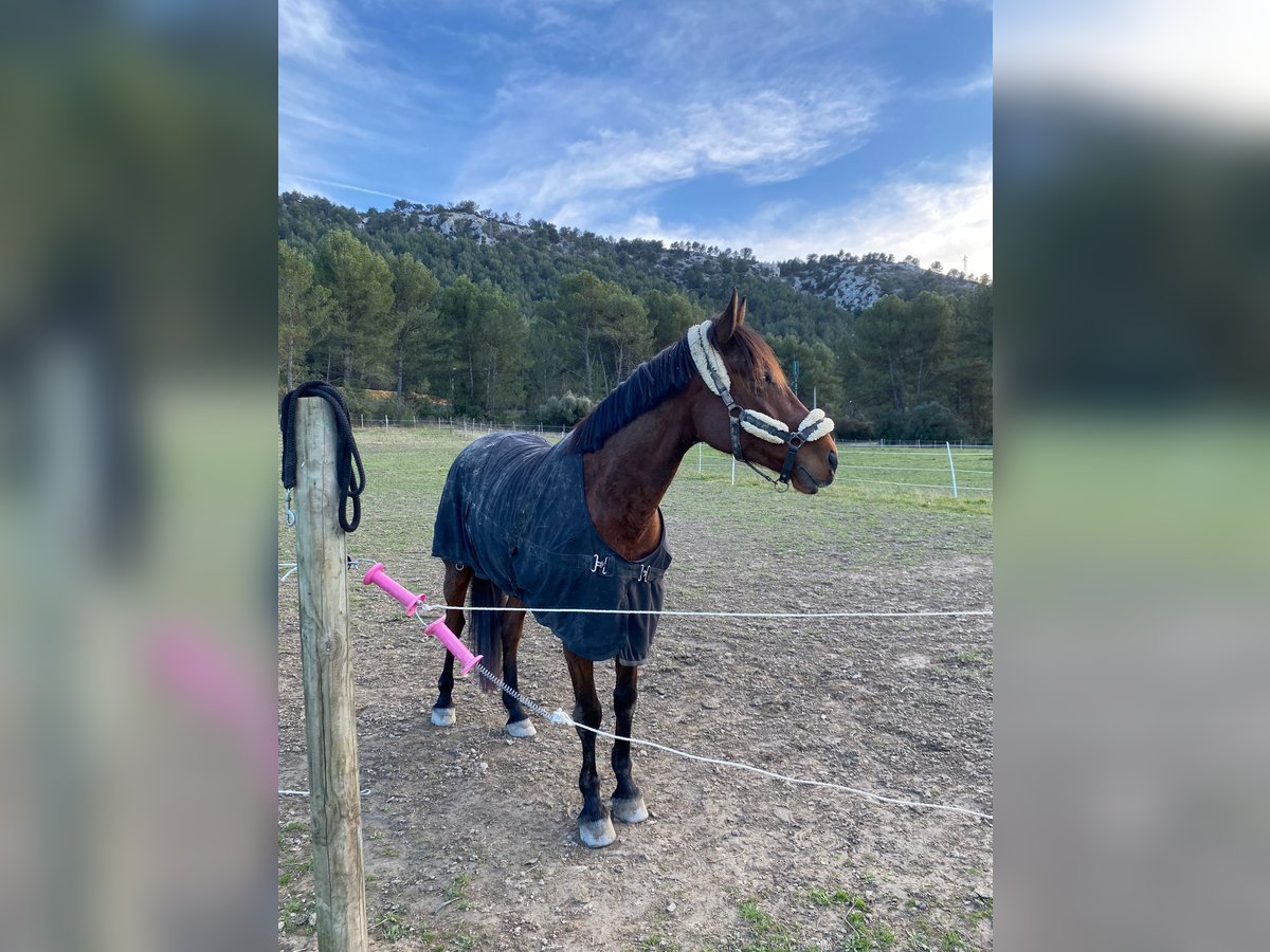 Selle Français Gelding 7 years 15,2 hh Brown in Pontarlier