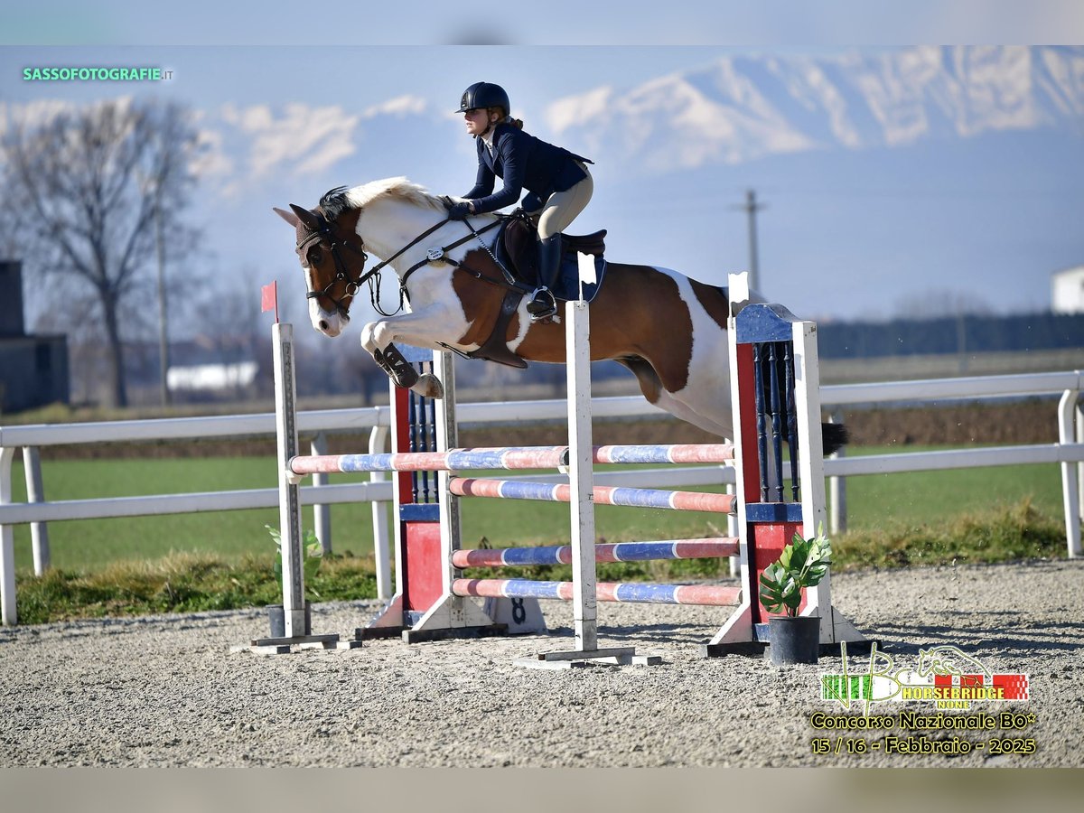 Selle Français Gelding 7 years 16 hh Pinto in Torino