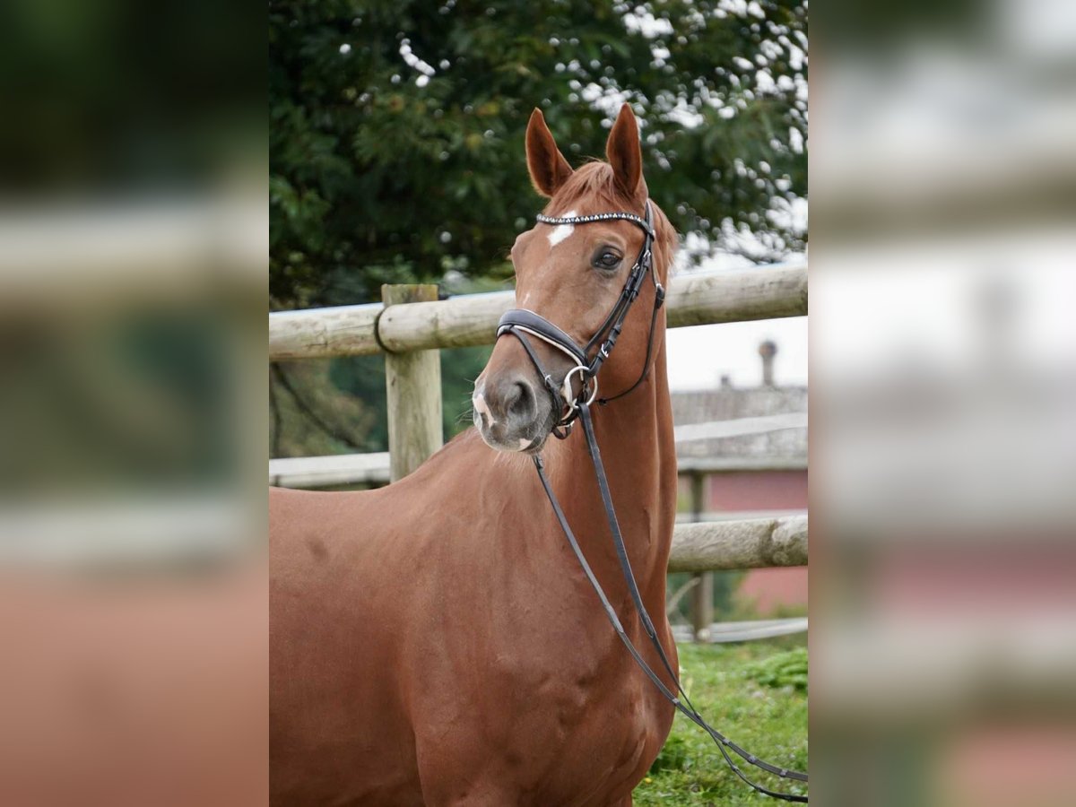 Selle Français Gelding 7 years 17 hh Chestnut-Red in Ranc&#xE9;