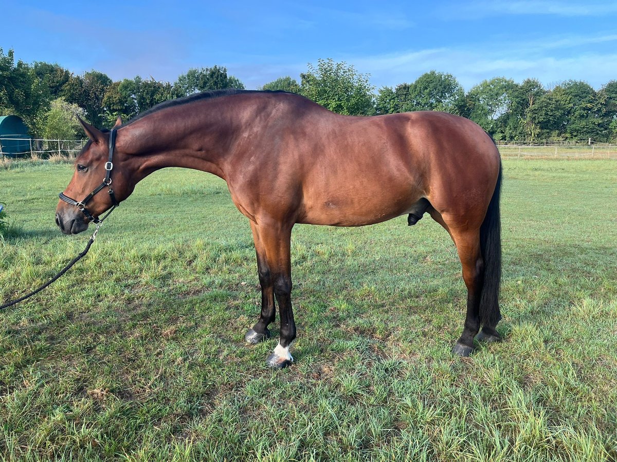 Selle Français Gelding 7 years 17,1 hh Brown in Worms Selle Français Gelding 7 years 17,1 hh Brown in Worms