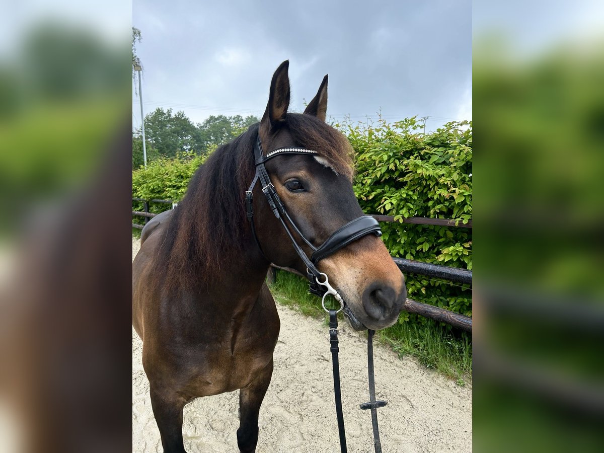 Selle Français Gelding 8 years 14,2 hh Bay in Bruchhausen