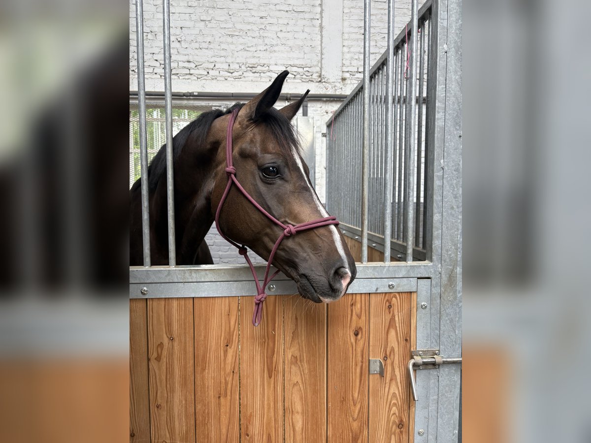Selle Français Gelding 8 years 15,3 hh Smoky-Black in Lille