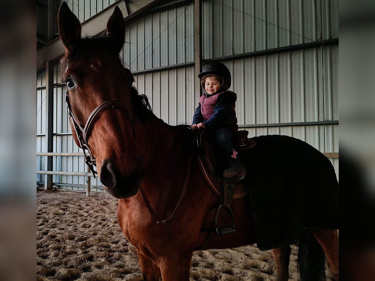 Selle Français Gelding 8 years 16,2 hh Brown in Béziers