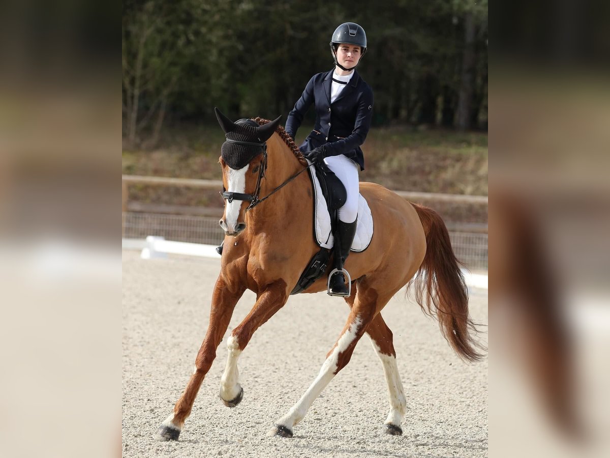 Selle Français Gelding 8 years 16,2 hh Chestnut-Red in ILE DE FRANCE