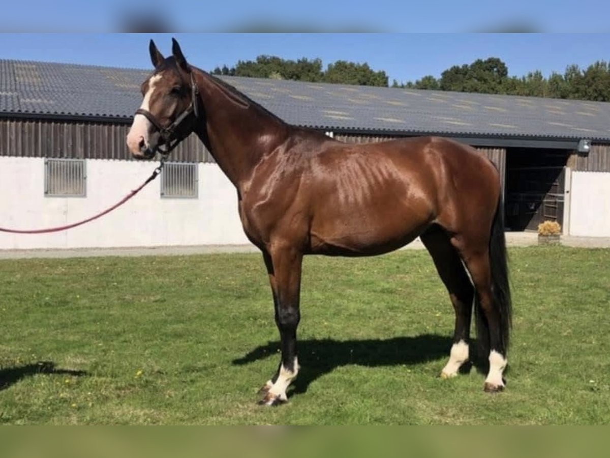 Selle Français Gelding 8 years 16,2 hh Brown in angers