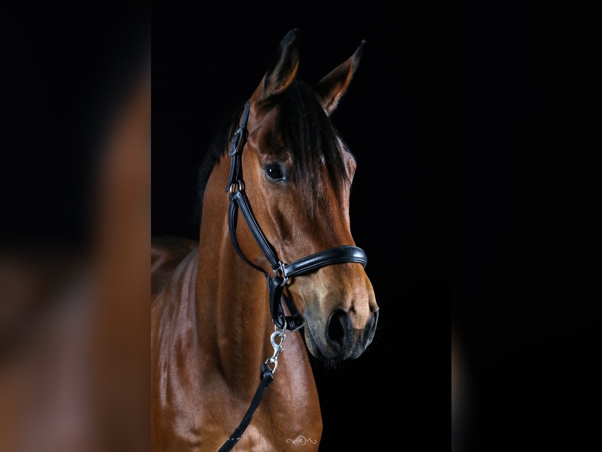Selle Français Gelding 9 years 16,1 hh Bay in MACQUEVILLE