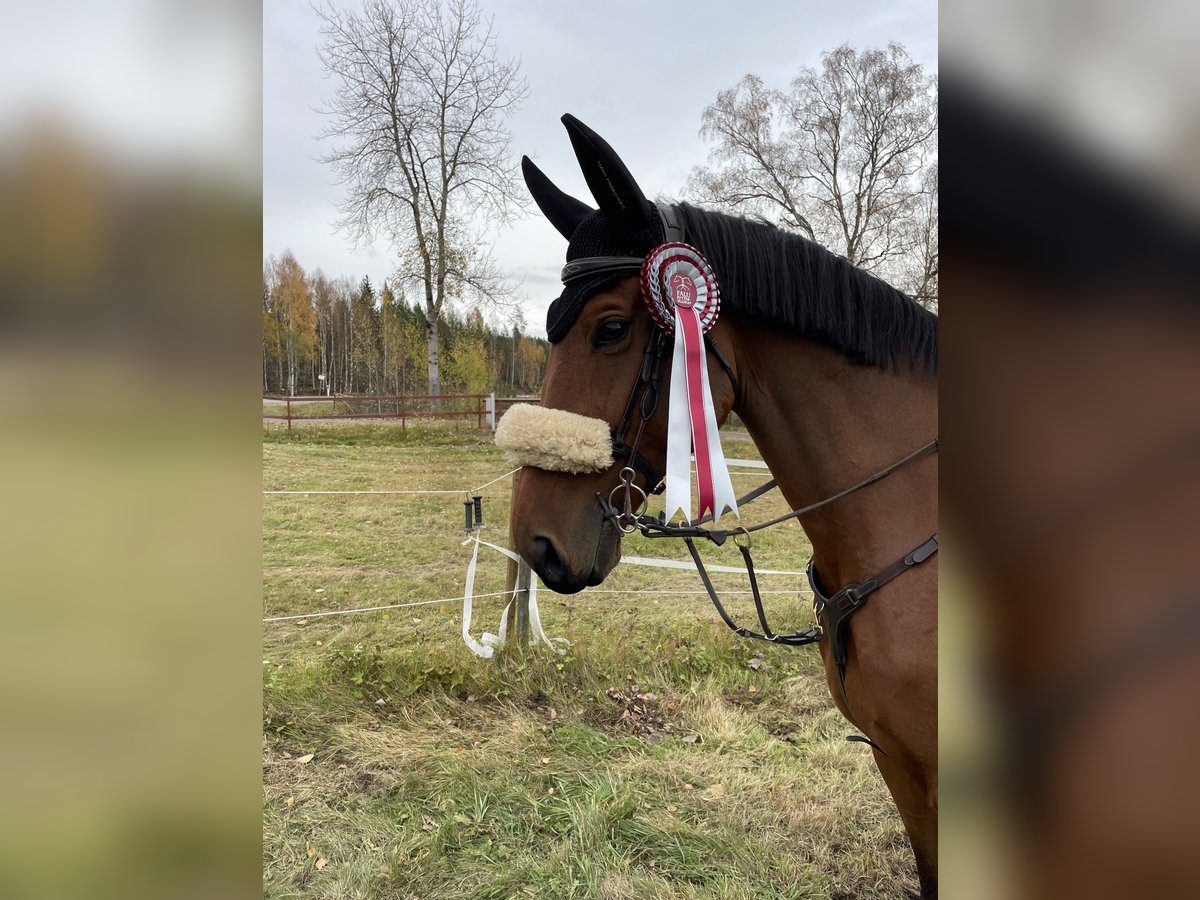 Selle Français Gelding 9 years 16,2 hh Brown in Leksand