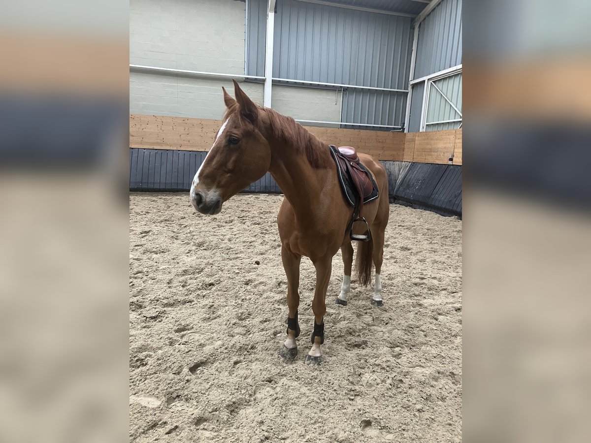 Selle Français Gelding 9 years 16,2 hh Chestnut-Red in Meuse