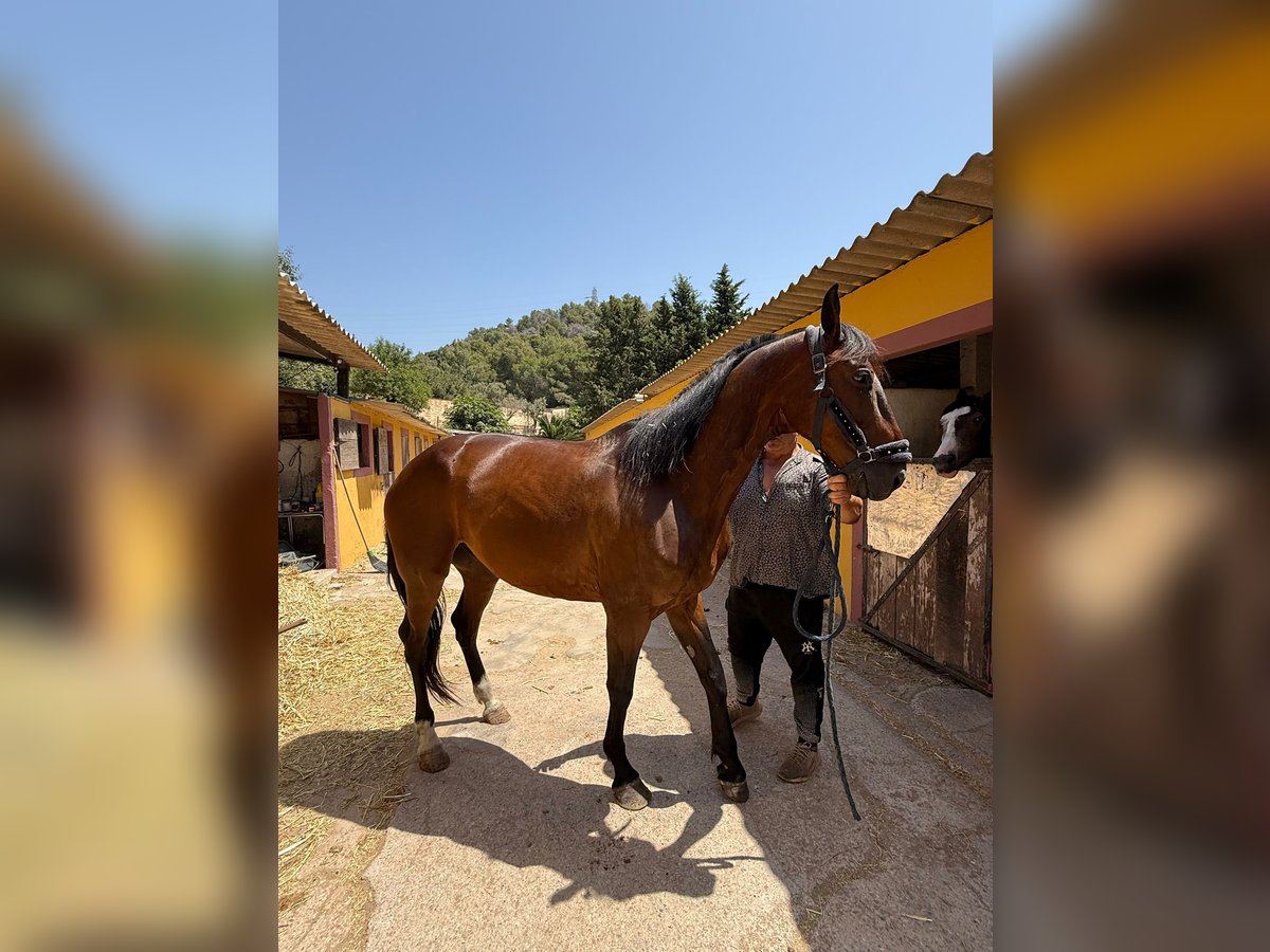 Selle Français Gelding 9 years 16 hh Brown in Barcelona