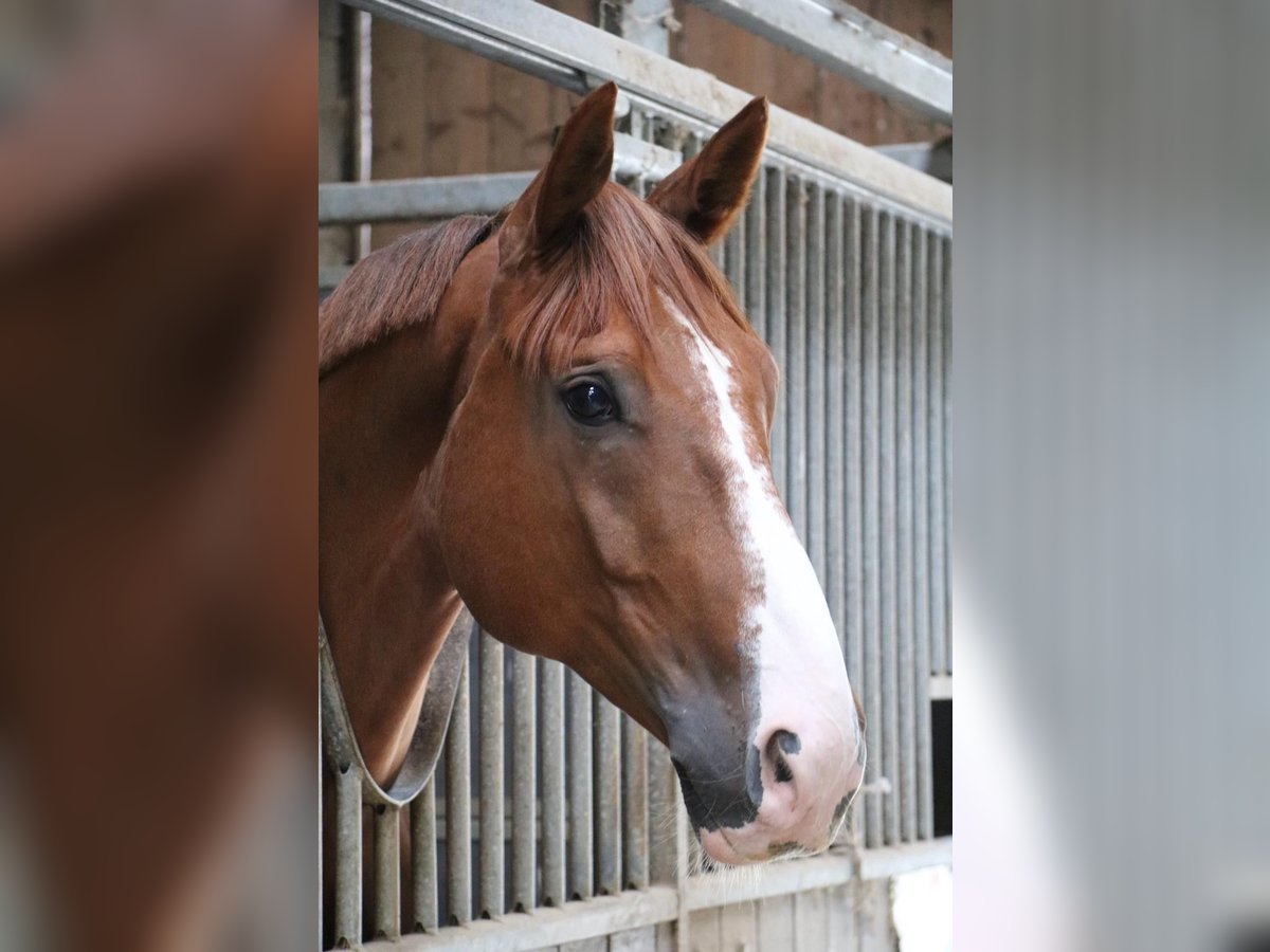 Selle Français Gelding 9 years 16,2 hh Chestnut-Red in Besançon Selle Français Gelding 9 years 16,2 hh Chestnut-Red in Besançon