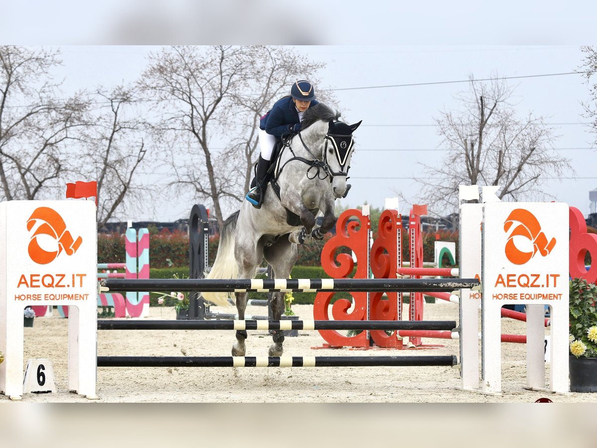 Selle Français Gelding 9 years 17,1 hh Grey in Verona