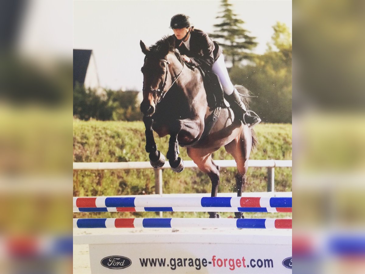 Selle Français Giumenta 10 Anni 157 cm Baio scuro in Saumur