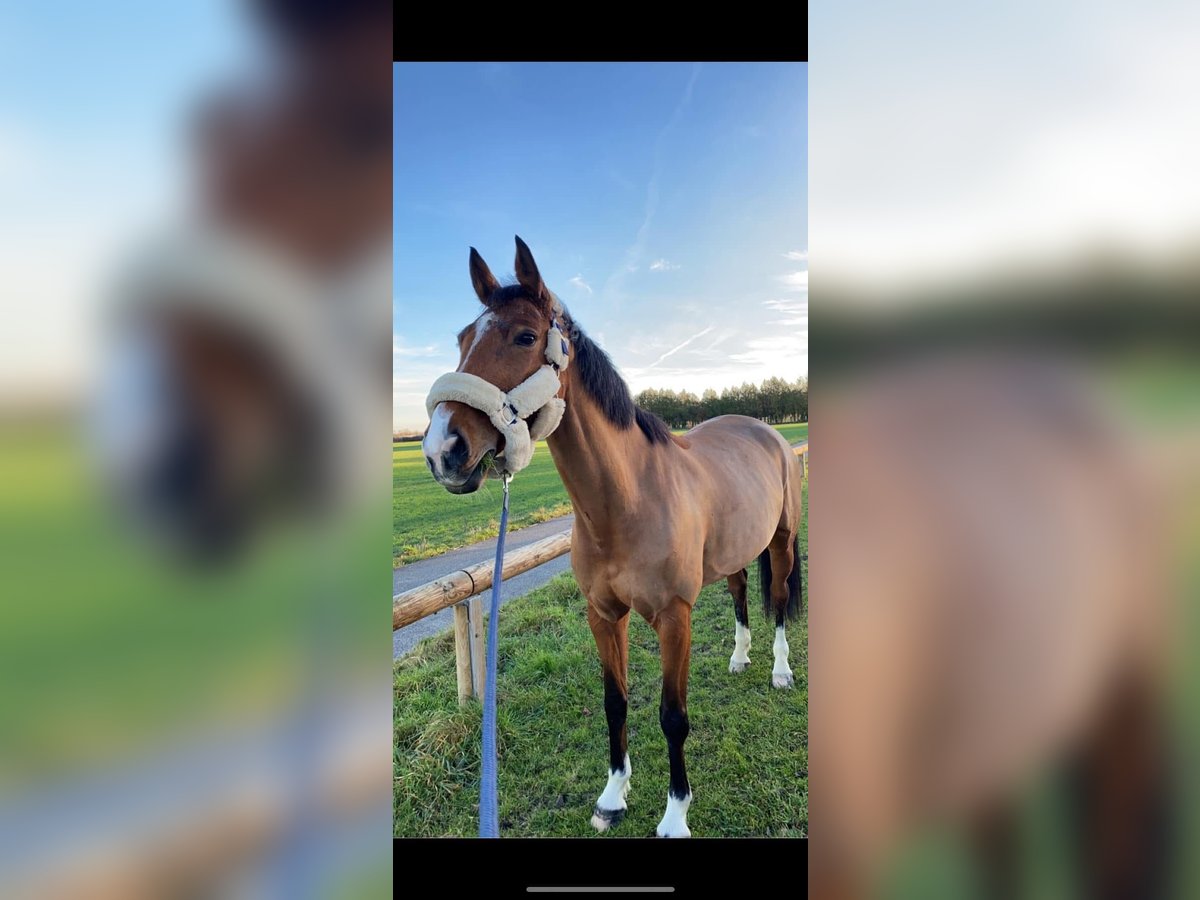 Selle Français Giumenta 10 Anni 162 cm Baio in Witry-lès-Reims