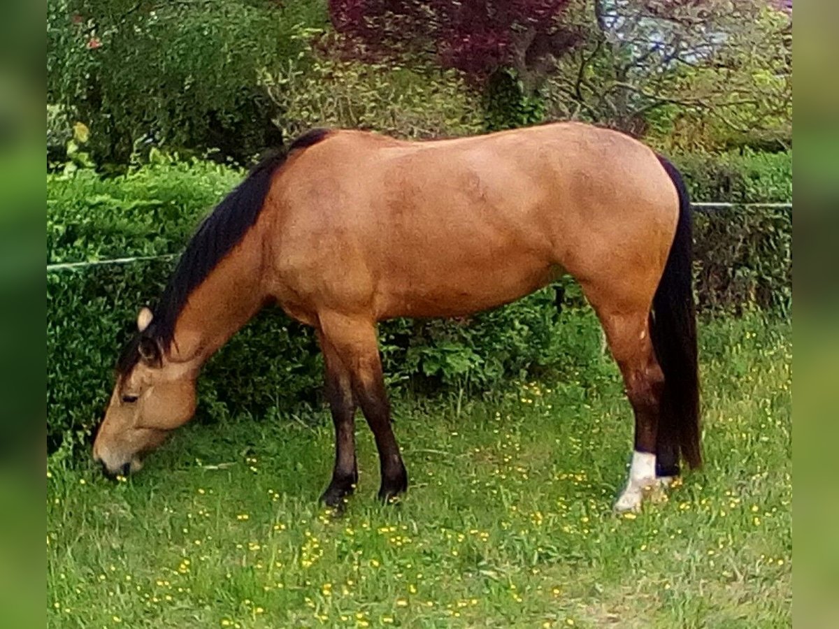 Selle Français Giumenta 10 Anni 169 cm Falbo in Colmar