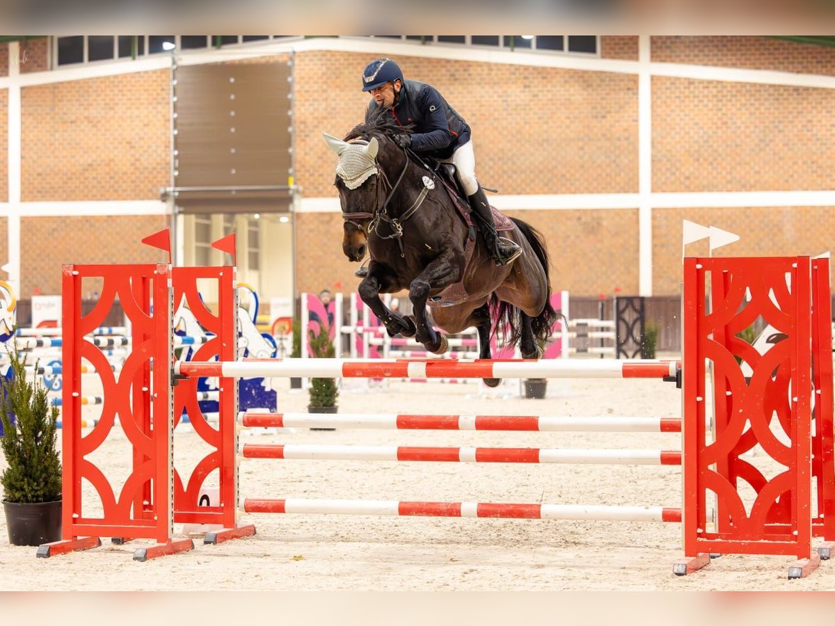 Selle Français Giumenta 10 Anni 170 cm Baio nero in Poznań