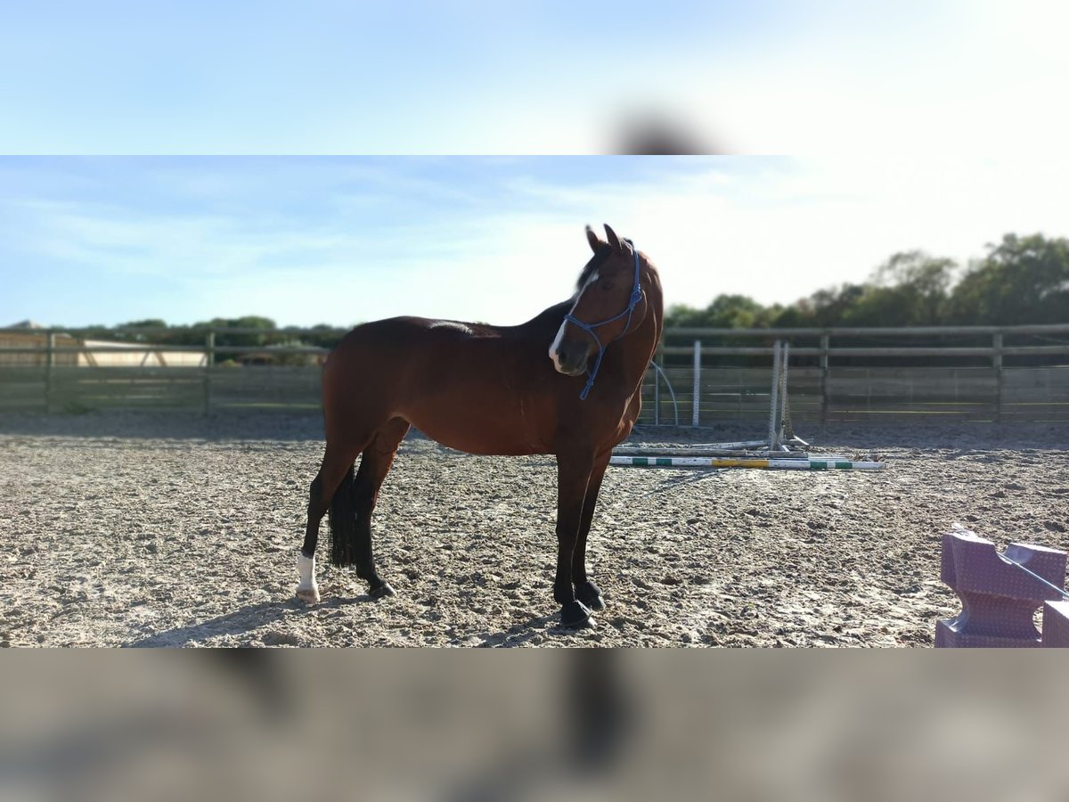 Selle Français Mix Giumenta 10 Anni 171 cm Baio in Coutevroult