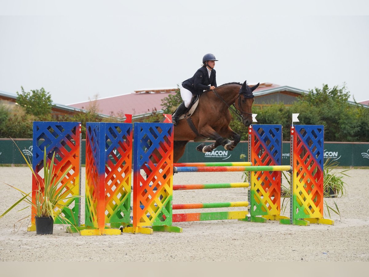 Selle Français Giumenta 12 Anni Baio in Lyon