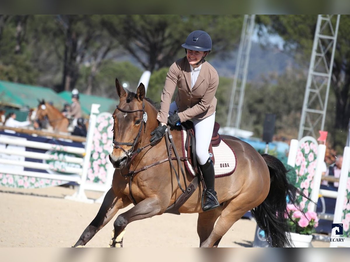 Selle Français Giumenta 13 Anni 166 cm Baio in La Terrasse