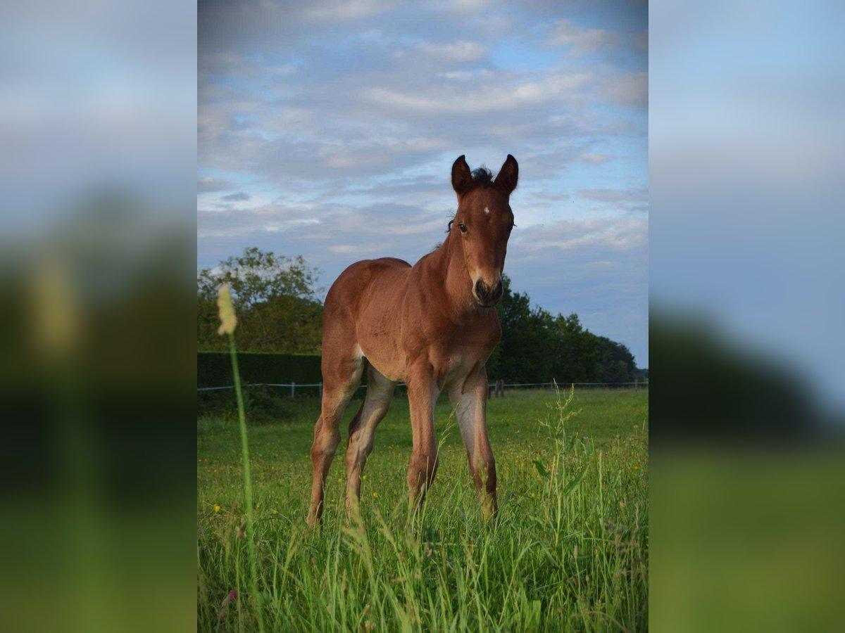 Selle Français Giumenta 2 Anni Baio in saint agnan