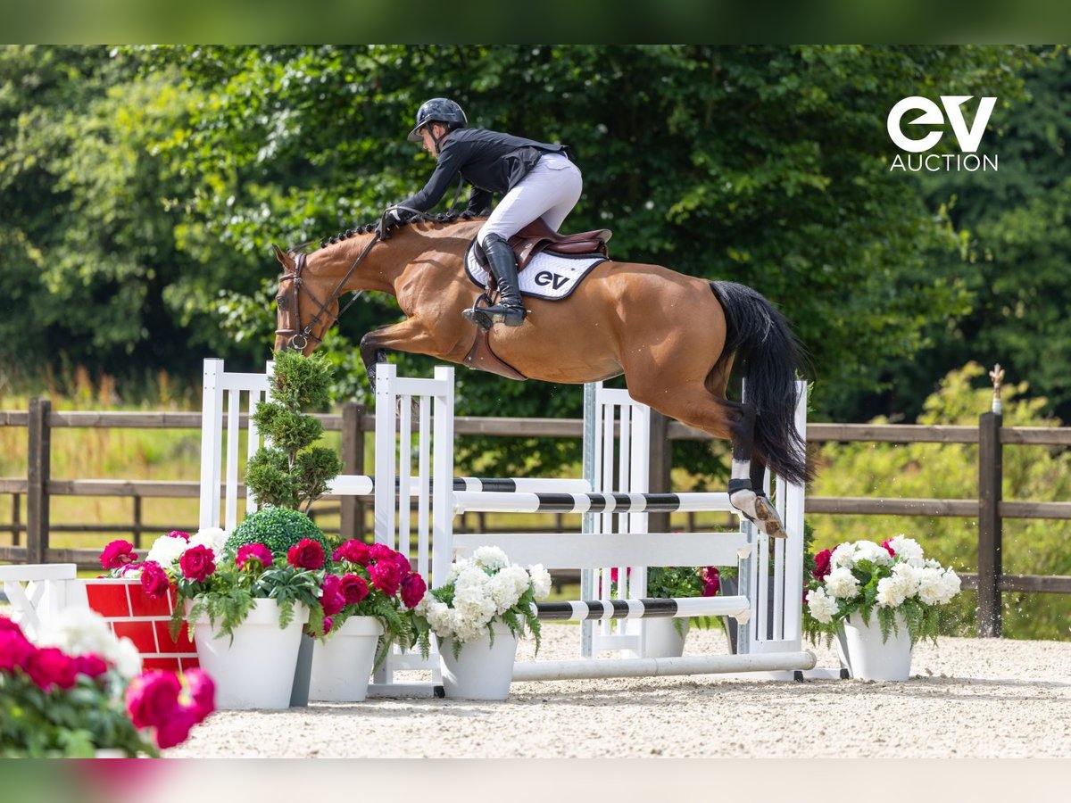 Selle Français Giumenta 4 Anni 164 cm Baio in Saint-Pierre-de-Coutances
