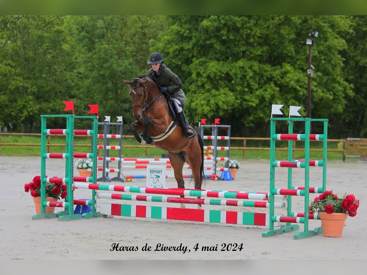 Selle Français Giumenta 4 Anni 166 cm Baio in Poligny