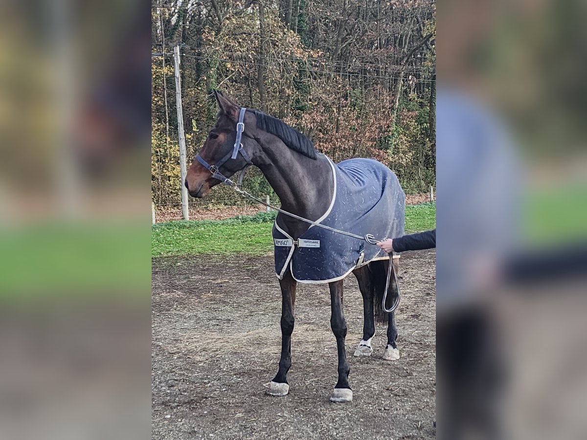 Selle Français Giumenta 6 Anni 161 cm Baio ciliegia in L&#x27;Isle-Adam