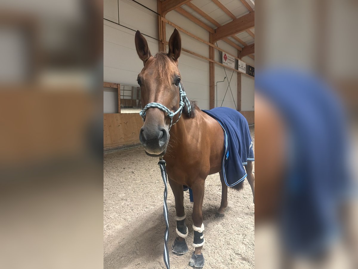 Selle Français Giumenta 6 Anni 167 cm Sauro ciliegia in Bassecourt