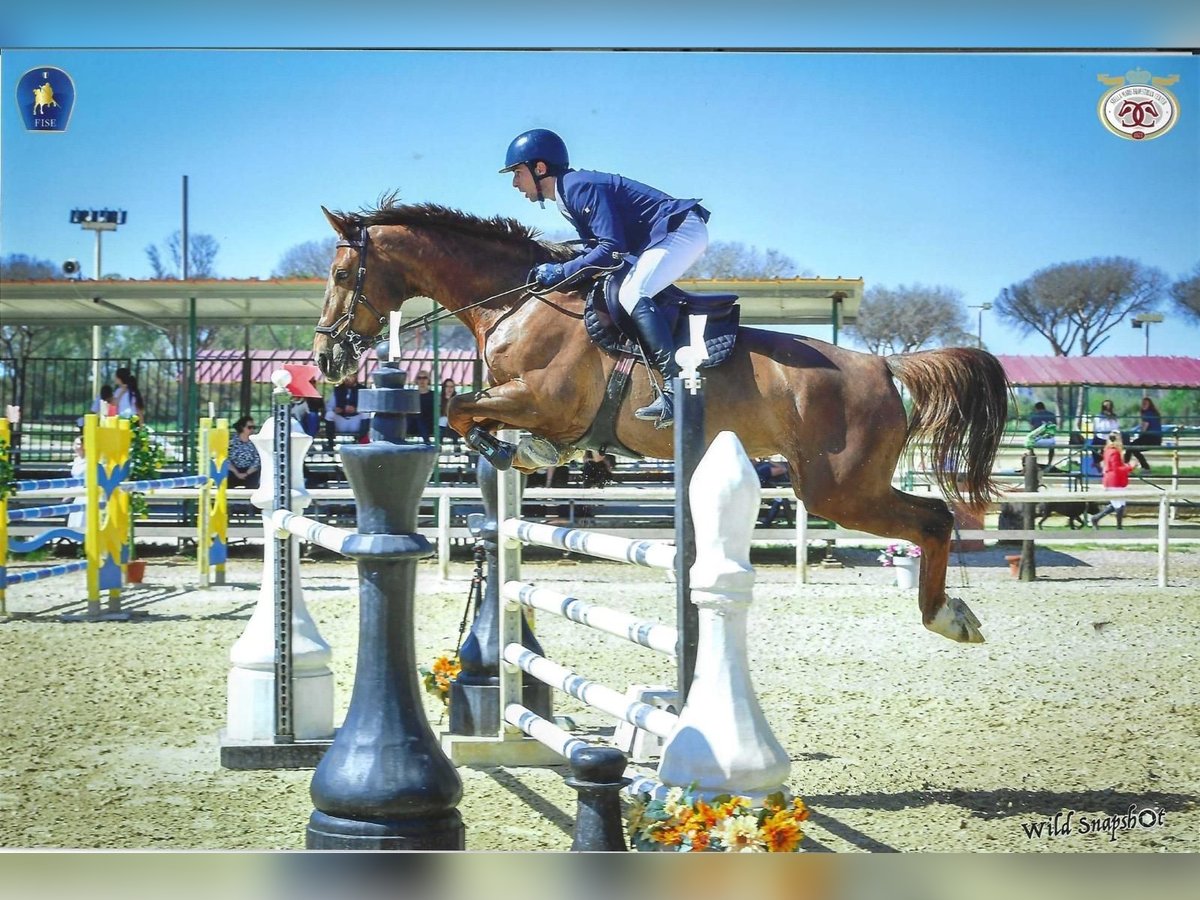 Selle Français Giumenta 8 Anni 167 cm Sauro in Roma