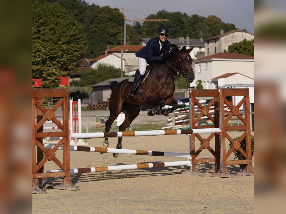 Selle Français Giumenta 8 Anni 172 cm Baio in Fontaines-sur-Sa&#xF4;ne