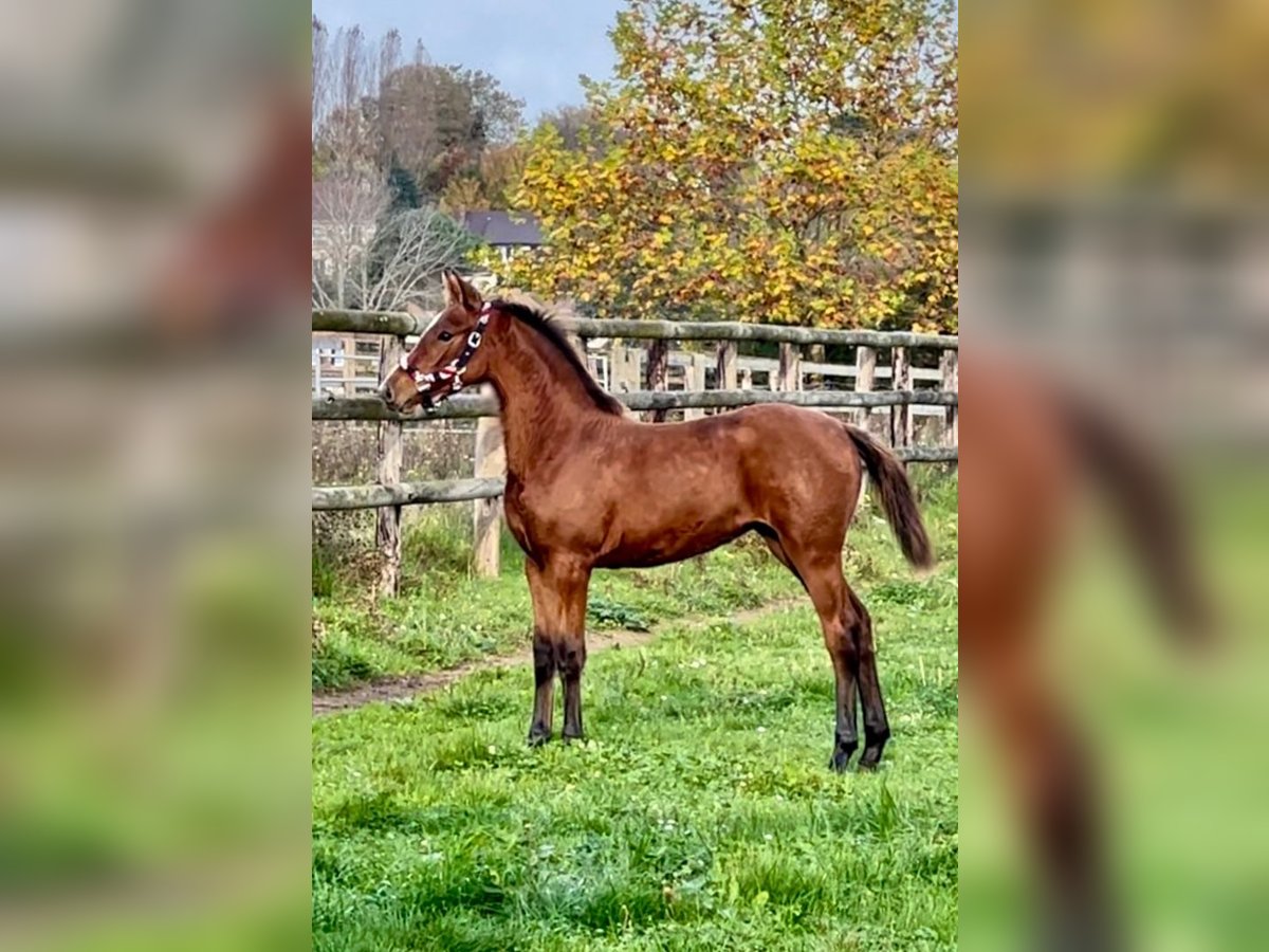 Selle Français Giumenta Puledri (05/2024) 168 cm Baio in Varenne Jarcy