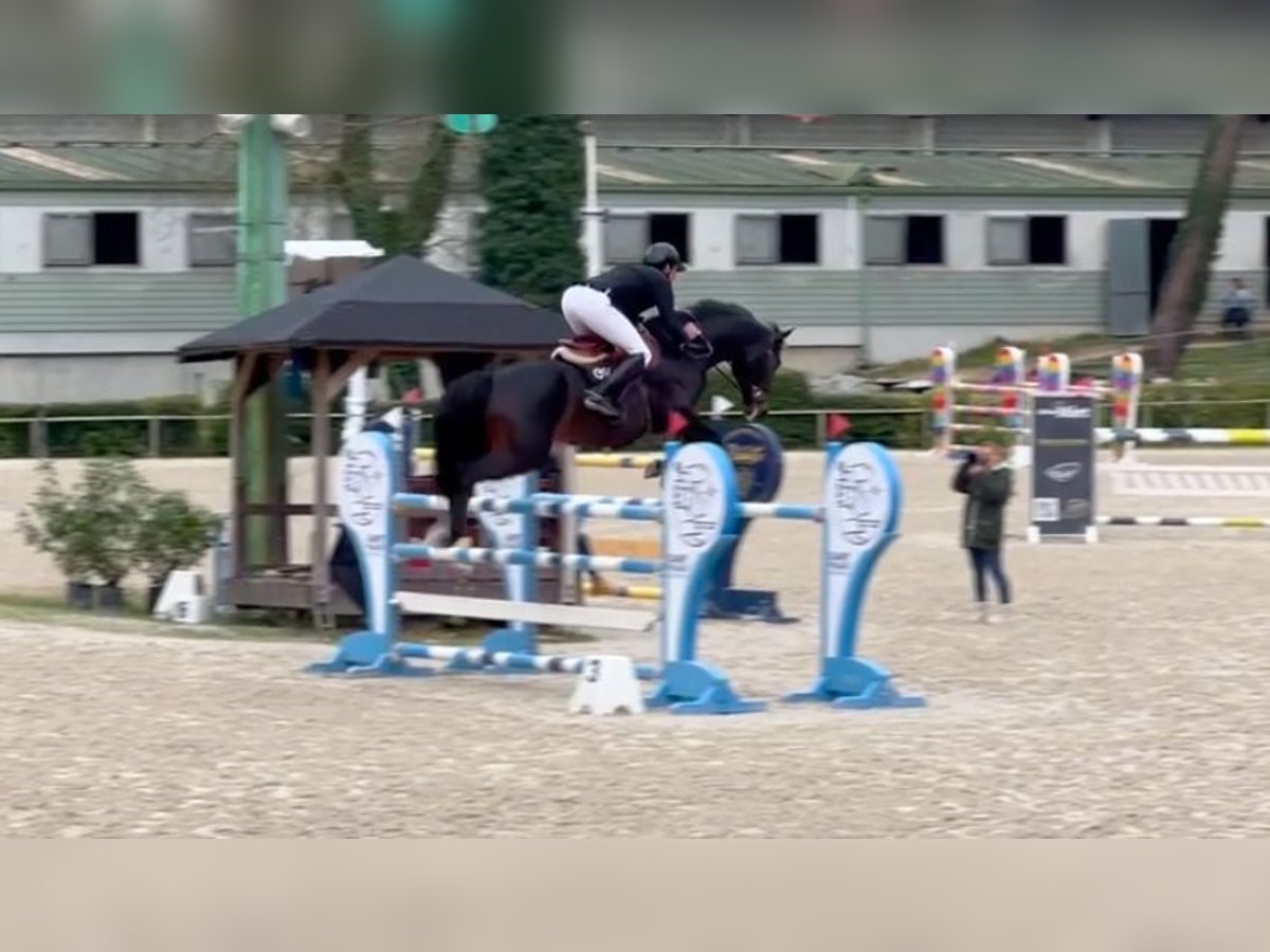 Selle Francais Hengst 10 Jahre 164 cm Rotbrauner in Saint-Pierre-de-Coutances