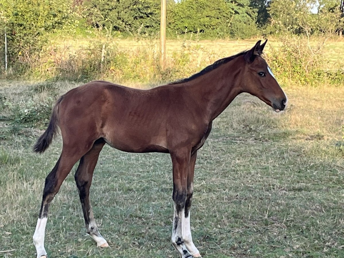 Selle Français Hengst 1 Jaar Bruin in Jau-Dignac-et-Loirac