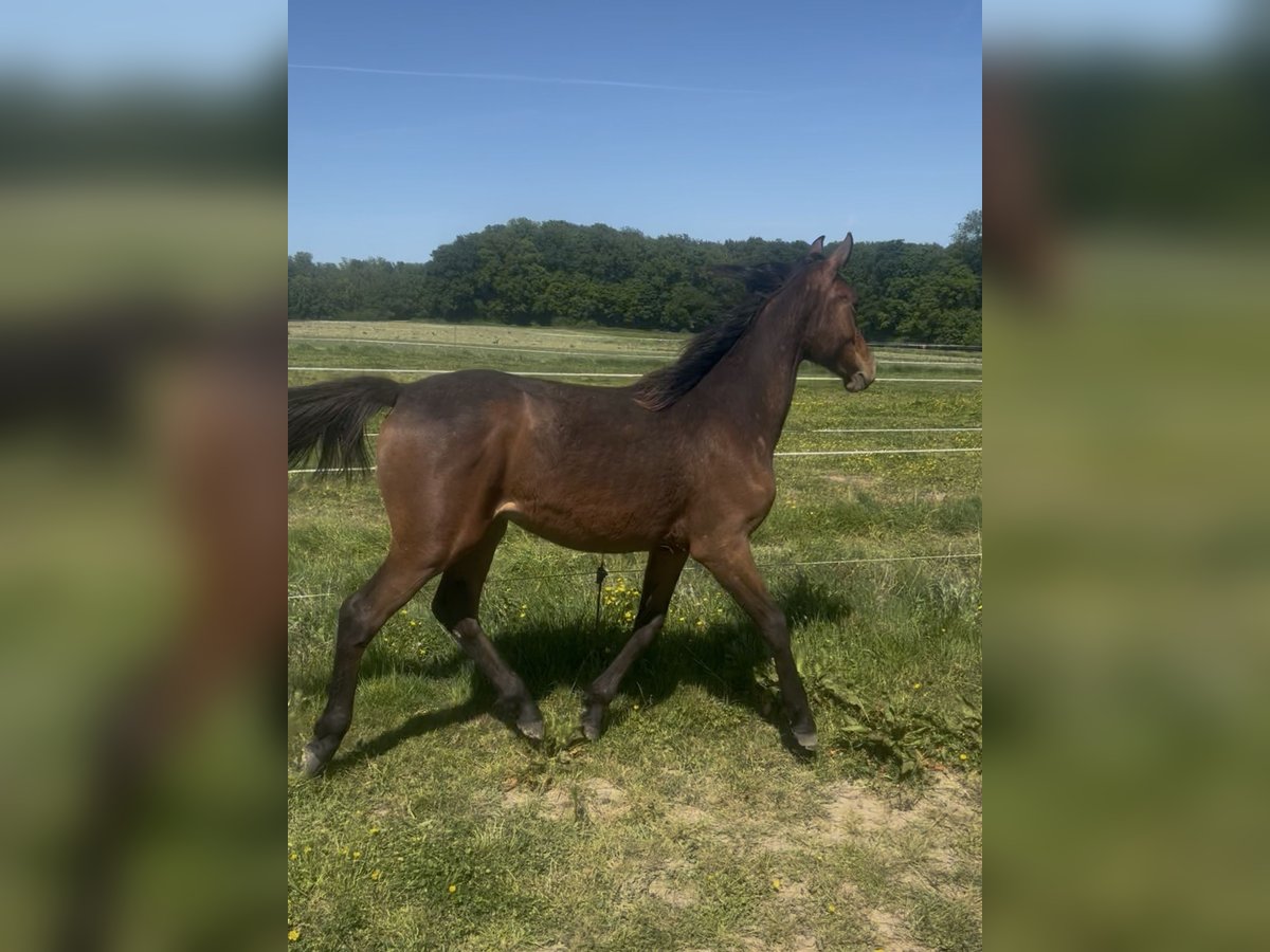 Selle Français Hengst 1 Jaar Bruin in Buire